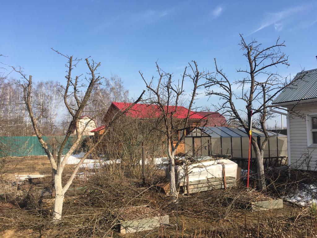 Обрезка деревьев весной, осенью, летом